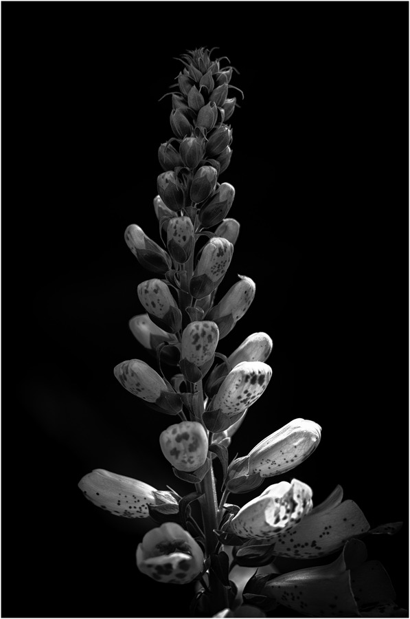 23 Foxglove Backlit by Sunshire